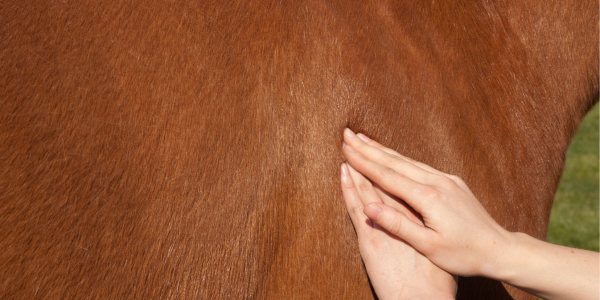 L'importance du massage chez le cheval : bienfaits et bénéfices