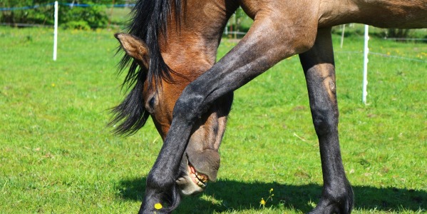 Prendre en charge la dermite estivale du cheval avant qu'il ne soit trop tard