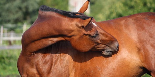 Poux chez le cheval : comment les identifier, les traiter et les prévenir naturellement