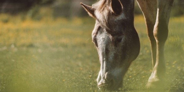 Prendre soin de son cheval au printemps : prévention, conseils et bonnes pratiques