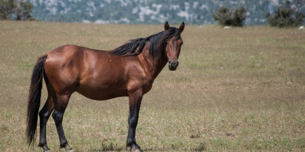 Dorsalgie chez le cheval : comprendre pour mieux prévenir et soulager